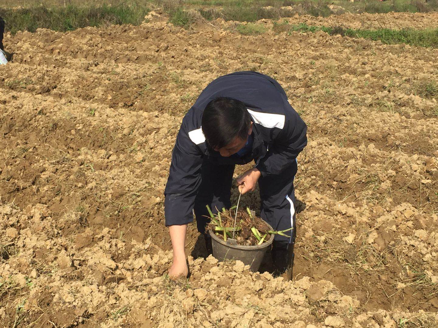稻田种植人工喷洒农药的农民高清图片下载-正版图片500575596-摄图网